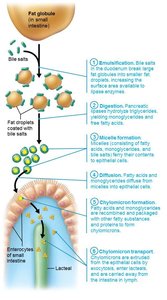 Emulsification, digestion, and absorption of fats