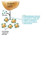 Emulsification of fat globules