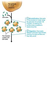 Digestion of fat droplets