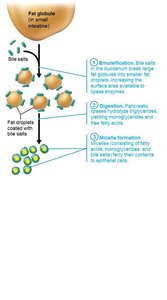 Micelle formation