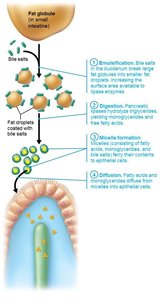 Diffusion of lipid products