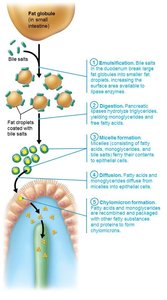 Chylomicron formation