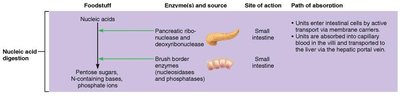 Flowchart of nucleic acid digestion and absorption