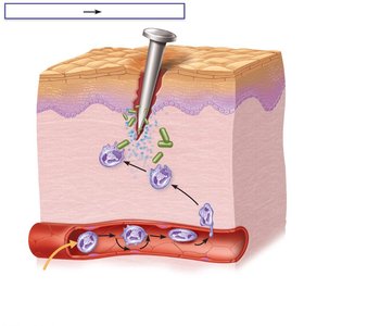 Phagocyte mobilization during inflammation