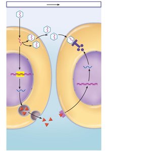 Interferon mechanism against viruses