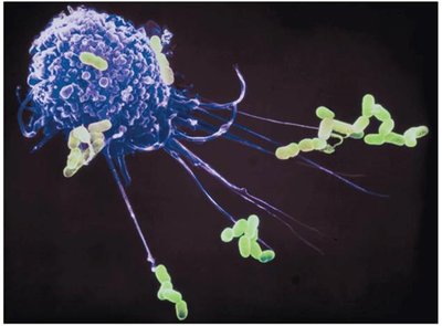 Macrophage engulfing bacteria