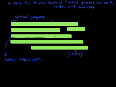 Opsonization process diagram