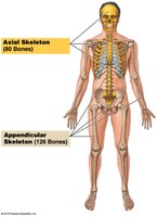 Axial and appendicular skeleton diagram