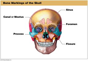 Bone markings of the skull