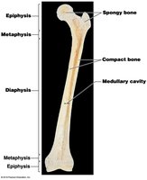 Long bone structure