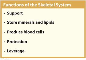 Functions of the skeletal system