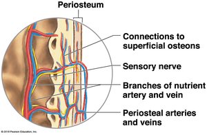 Blood supply and innervation of the periosteum