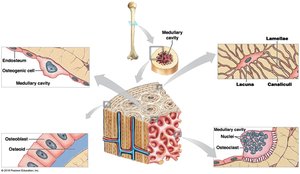 Bone tissue overview