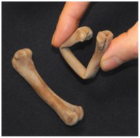 Bone matrix composition