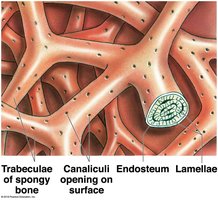 Trabeculae of spongy bone