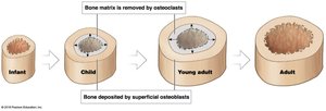 Appositional growth and medullary cavity