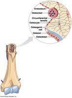 Endosteum structure