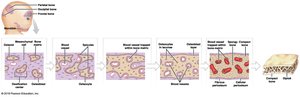 Intramembranous ossification: spicule formation