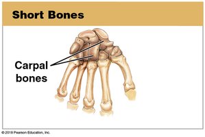 Short bones: Carpal bones