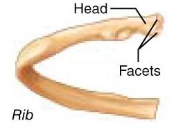 Bone markings: projections, surfaces, depressions