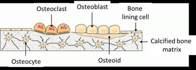 Bone cells: osteogenic, osteoblast, osteocyte, osteoclast