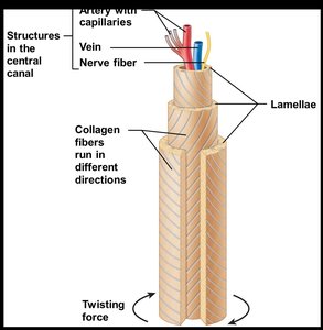 Osteon structure in compact bone