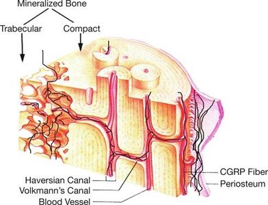 Compact and spongy bone structure