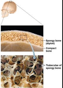 Structure of long bone
