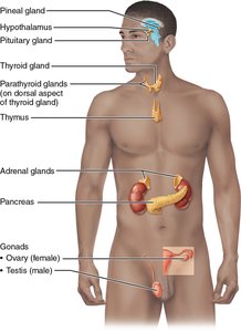 Location of selected endocrine organs of the body