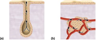 Comparison of exocrine and endocrine glands