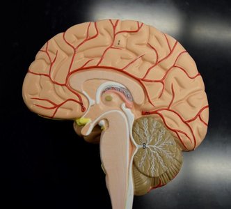 Sagittal section of the brain showing hypothalamus and pituitary gland