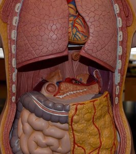 Duodenum and pancreas model