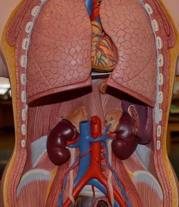 Kidneys model