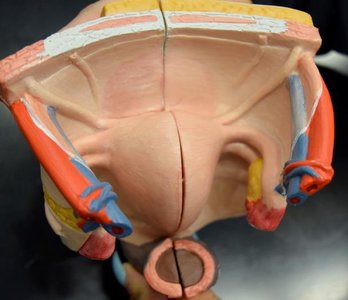 Ovary model