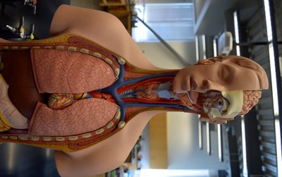 Anterior view of the thyroid gland