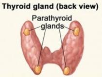 Posterior view of thyroid gland showing parathyroid glands