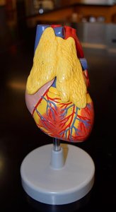 Heart model showing endocrine tissue