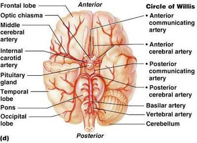 Circle of Willis and arteries of the brain
