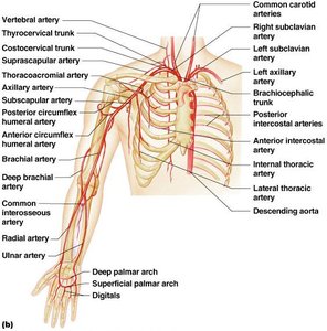 Arteries of the thorax and upper extremities