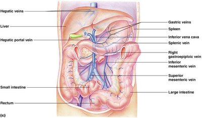 Arteries of the abdomen