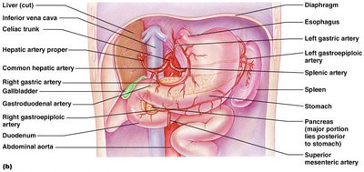 Arteries of the abdomen