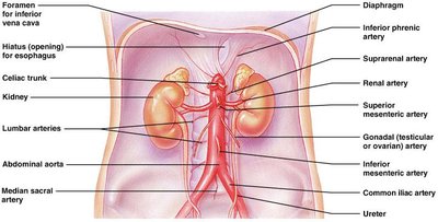 Arteries of the abdomen