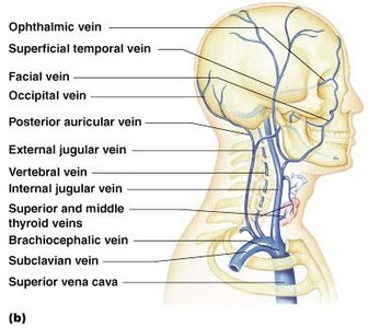 Veins of the brain
