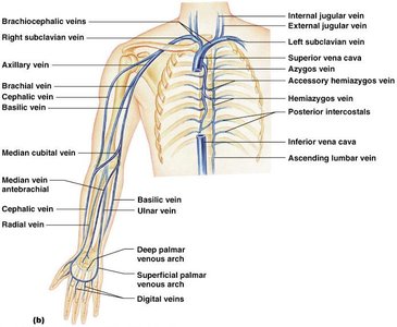 Veins of the thorax and upper extremities
