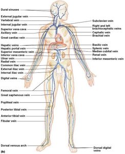 Major systemic veins of the body