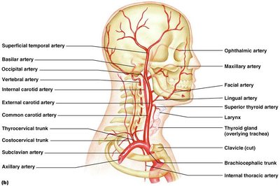 Arteries of the head and neck