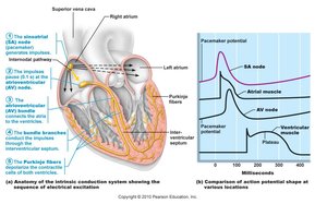 Anatomy of the intrinsic conduction system and action potential shapes