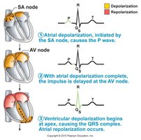 ECG sequence showing depolarization and repolarization