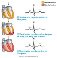 ECG sequence showing depolarization and repolarization