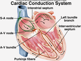 Cardiac conduction system diagram